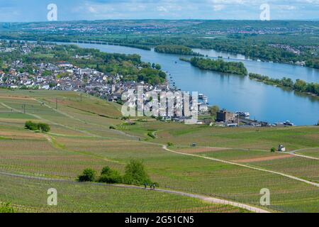 Città e vigneti visti dal Niederwald Memorial, Rüdesheim, famoso villaggio del vino in Rheingau paesaggio sul fiume Reno, Assia, Germania, Europa Foto Stock