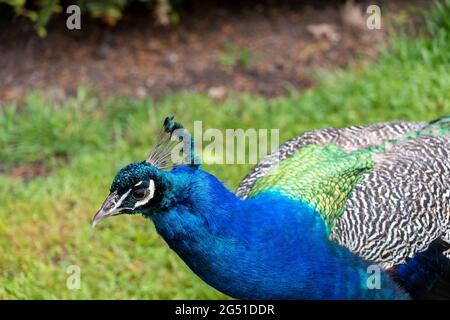 Adulto Peacock uccello camminare su un po 'di erba Foto Stock