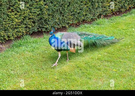 Adulto Peacock uccello camminare su un po 'di erba Foto Stock