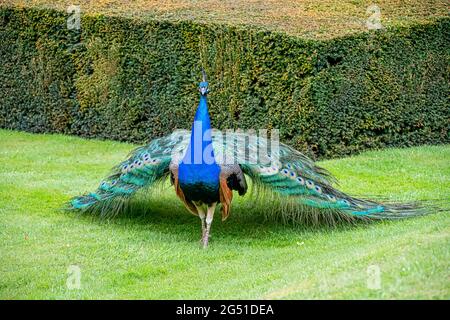 Adulto Peacock uccello camminare su un po 'di erba Foto Stock