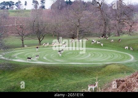 Allow e sika Wild cervi mandria vagare campo da golf paesaggio in Kent, Inghilterra, Regno Unito Foto Stock