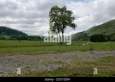 Guardando verso ovest lungo la valle superiore di Wye vicino a Llangurig, Powys, Galles. Foto Stock