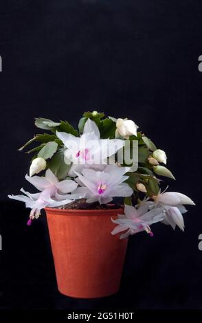 Primo piano della fioritura invernale di Schlumbergera truncata o di Crab cactus con fiori bianchi, il membro della famiglia delle cactaceae cresce all'interno come gelo tenero Foto Stock