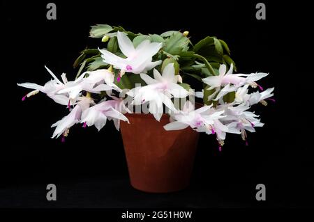 Primo piano della fioritura invernale di Schlumbergera truncata o di Crab cactus con fiori bianchi, il membro della famiglia delle cactaceae cresce all'interno come gelo tenero Foto Stock