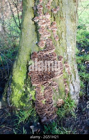 Non gilled Bracket funghi Coriolus versicolor che cresce su un tronco di albero Foto Stock