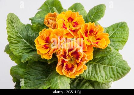 Primo piano di primula Marietta con rosetta di foglie intorno Fiori un polyanthus F1 bicolore che è un giallo e rosso primavera fiorente perenne duro Foto Stock