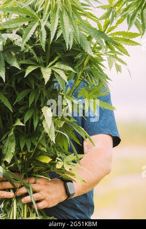 Man Holding Heap Bunch Legale Marijuana Verde Cannabis Sprout nelle sue mani. Cannabis bella Marijuana Cannabis pianta. Primo piano Foto Stock