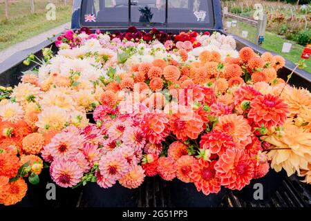 Un sacco di fiori Dahlia sul retro del camion Foto Stock