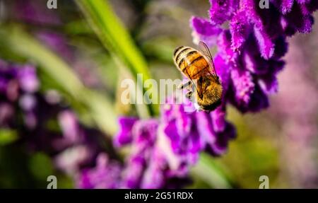 Primo piano di ape di miele su fiore rosa Foto Stock