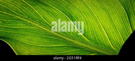Primo piano della foglia verde con le vene visibili Foto Stock