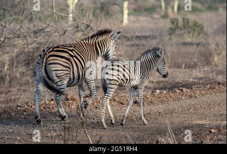 Madre e nemico di Zebra nell'Africa sub-sahariana Foto Stock