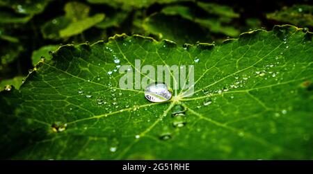 Primo piano di rugiada su foglia di Nasturzio verde Foto Stock