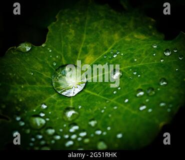 Primo piano di rugiada su foglia di Nasturzio verde Foto Stock