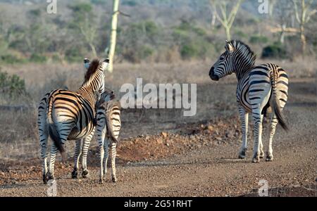 Stallone Zebra che guida il suo mare e il suo nemico in Africa Foto Stock