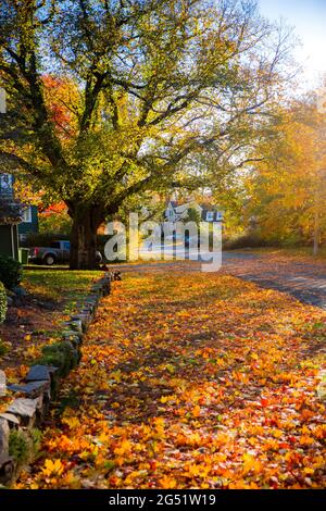 Halifax vista residenziale strada in autunno con foglie di acero denso e foglie di caduta, Nova Scotia, Canada. Autunno autunno fogliame paesaggio residenziale. Foto Stock