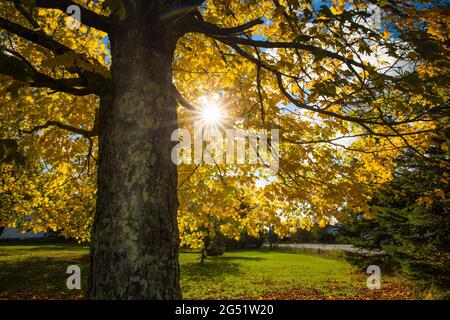 Incredibile scenario autunnale in un parco, il sole getta belle razze attraverso il fogliame, la Nuova Scozia. Dispersione dei raggi solari del mattino. Mattina illuminata. Foto Stock