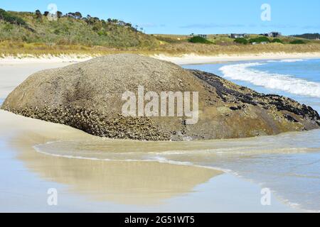 Grande masso parzialmente coperto da barnacoli e cozze nere, semisboscate in sabbia fine e lavate da onde da surf. Foto Stock