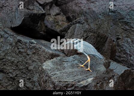 Airone notturno incoronato giallo (Nyctanassa violacea) su roccia vulcanica, isola di Genovesa, parco nazionale di Galapagos, Ecuador. Foto Stock