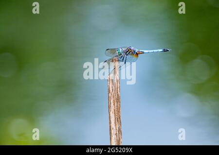 Pondhawk orientale (Erythemis sp.) da stagno in Pennsylvania, Stati Uniti Foto Stock