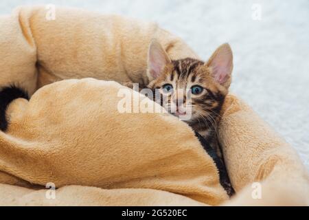 Closee-up piccolo gattino bengala sul cuscino del gatto Foto Stock