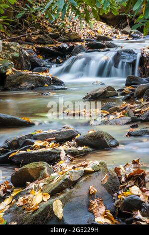 Le foglie autunnali coprono rocce e la riva del torrente lungo un rilassante ruscello di montagna vicino ad Asheville, North Carolina. (STATI UNITI) Foto Stock