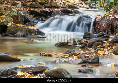 Le foglie autunnali coprono rocce e la riva del torrente lungo un rilassante ruscello di montagna vicino ad Asheville, North Carolina. (STATI UNITI) Foto Stock