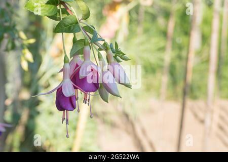 fiori appesi di fuchsia pianta da vicino viste su sfondo sfocato all'aperto Foto Stock