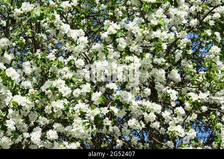 Bianco mela albero fiore sfondo. Bellezza primaverile: Un albero di mela fiorente con fiori bianchi belli. Foto Stock