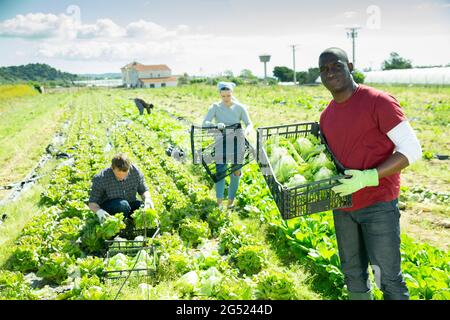 Lavoratori che raccolgono e impilano lattuga fresca in scatole Foto Stock