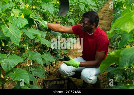 Operaio afroamericano che raccoglie cetrioli Foto Stock