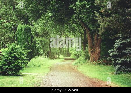 Forest Road che porta al centro foto attraverso il verde parco inglese con arbusti e alberi antichi. Foto Stock