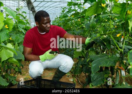 Coltivatore afroamericano che raccoglie cetrioli Foto Stock