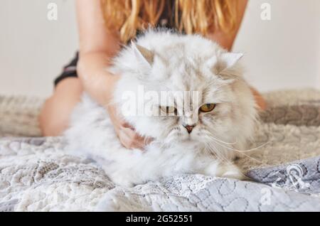 Ragazza adolescente colpi britannico capelli lunghi gatto bianco Foto Stock