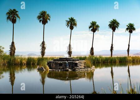 Oasi desertica di Mojave vicino a Zzyzx, California Foto Stock