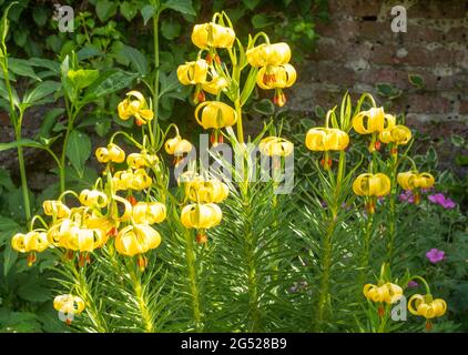 Lilium pyrenaicum, il giglio giallo del Turco, Inghilterra, Regno Unito Foto Stock