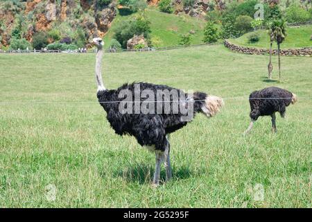 Ostriche nel Parco Naturale Cabarceno in Cantabria, Spagna. Foto Stock