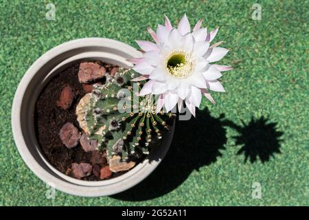 uno squisito bianco e rosa echinopsis notte fiore di cactus sorge in alto sopra la brutta pianta di cactus spinoso in una pentola su un prato verde sfocato Foto Stock