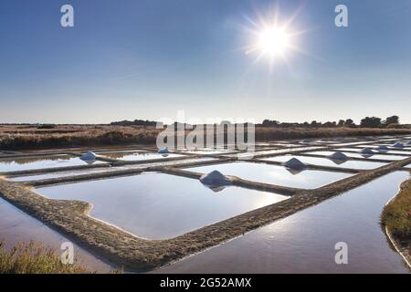 FRANCIA. VENDEE (85), ISOLA DI NOIRMOUTIER, SALT MARSH Foto Stock