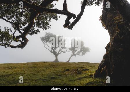 Nebbia sugli alberi nell'antica foresta di Laurisilva vicino a Fanal, isola di Madeira, Portogallo Foto Stock