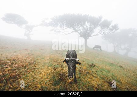 Cattles nella misteriosa foresta di Fanal avvolta nella nebbia, isola di Madeira, Portogallo Foto Stock