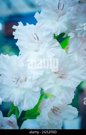 Bellissimo fiore gladiolo su mostra floreale. Pianta di giardino di selezione luminosa isolata. Fiori decorativi. Primo piano. Foto di alta qualità Foto Stock