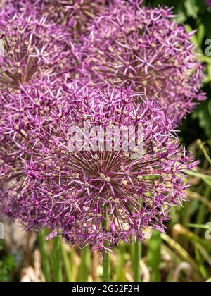 Un primo piano di un gruppo di teste di fiori viola sferiche dell'Allium Purple Rain Foto Stock
