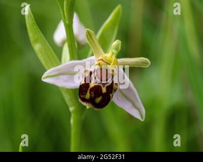Una chiusura di un unico fiore di un bee orchid Ophrys apifera Foto Stock