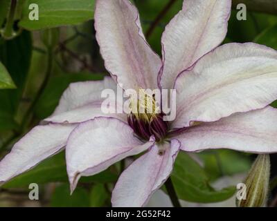 Un primo piano del centro del fiore di Clematis Samaritan Jo Foto Stock