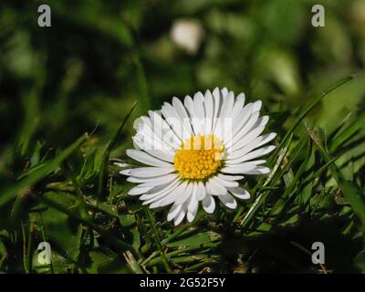 Un primo piano di un singolo fiore bianco e giallo del prato comune daisy Bellis perennis Foto Stock