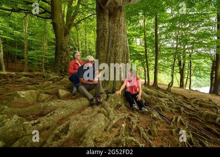 Escursionisti tra i monumentali faggi situati vicino al bacino idrico di Santa Fe de Montseny in primavera (Vallès Oriental, Barcellona, Catalogna, Spagna) Foto Stock