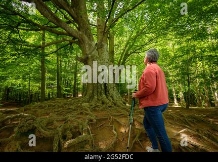 Escursionisti tra i monumentali faggi situati vicino al bacino idrico di Santa Fe de Montseny in primavera (Vallès Oriental, Barcellona, Catalogna, Spagna) Foto Stock