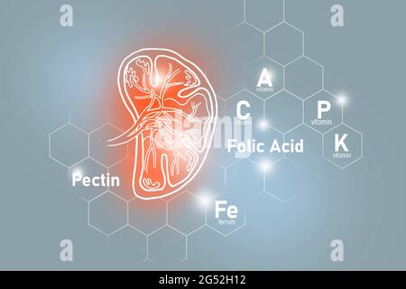 Nutrienti essenziali per la salute della milza compreso pectina, acido folico, vitamina P, Ferrum.Design insieme dei principali organi umani su sfondo grigio chiaro. Foto Stock