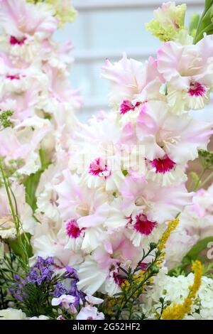 Bellissimo fiore gladiolo su mostra floreale. Pianta di giardino di selezione luminosa isolata. Fiori decorativi. Primo piano. Foto di alta qualità Foto Stock