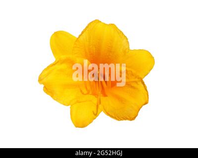 Fiore giallo giorno in fiore isolato su bianco, Hemerocallis Stella de Oro Foto Stock